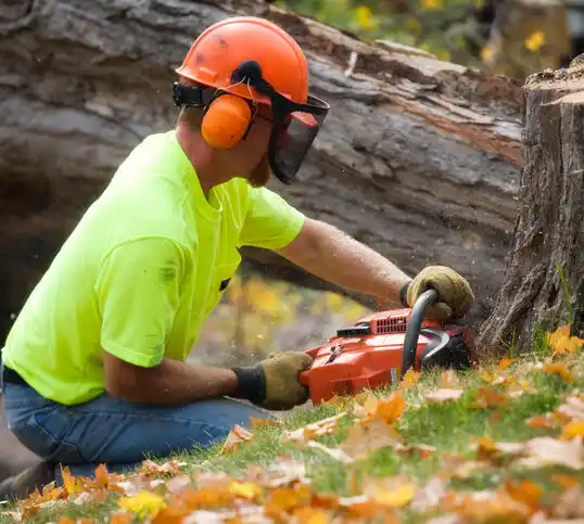 tree services Brewerton